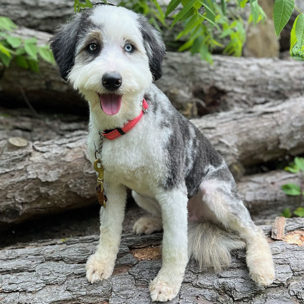 Astrid - Aussiedoodle