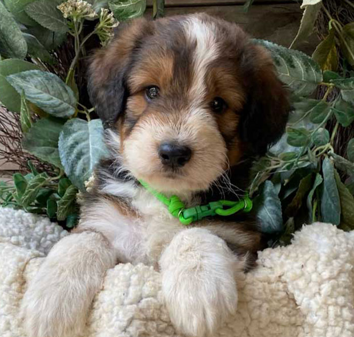 Aussiedoodle Puppy by Doodle Run Kennels in Northern Virginia