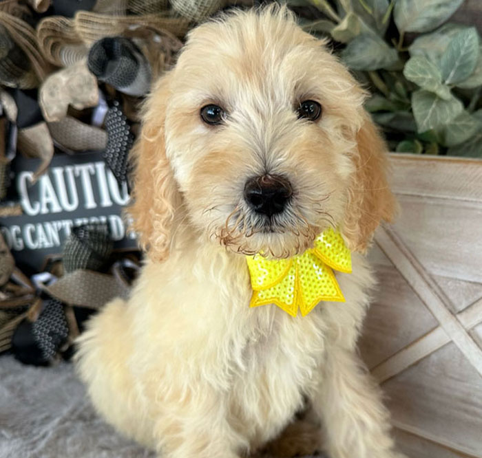 Mini Goldendoodle puppy by Doodle Run Kennels in Northern Virginia