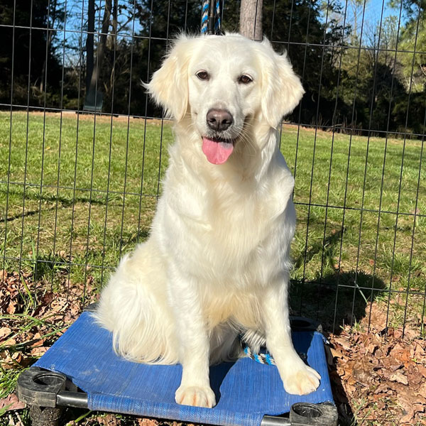 Goldendoodle Mom