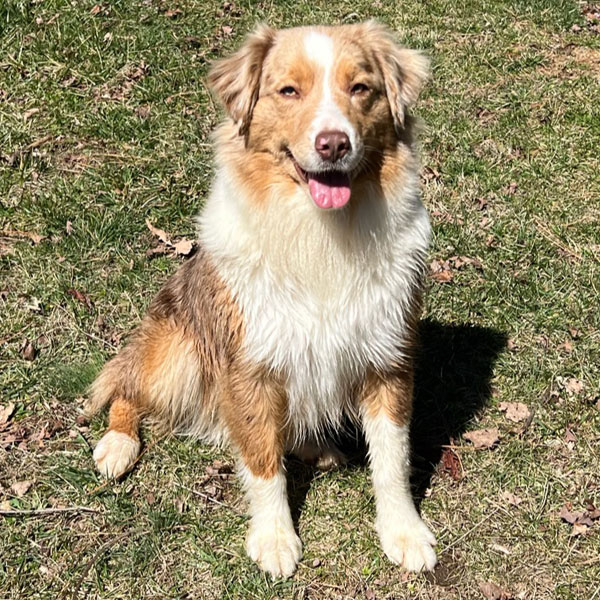 Lil Red - Australian Shepherd