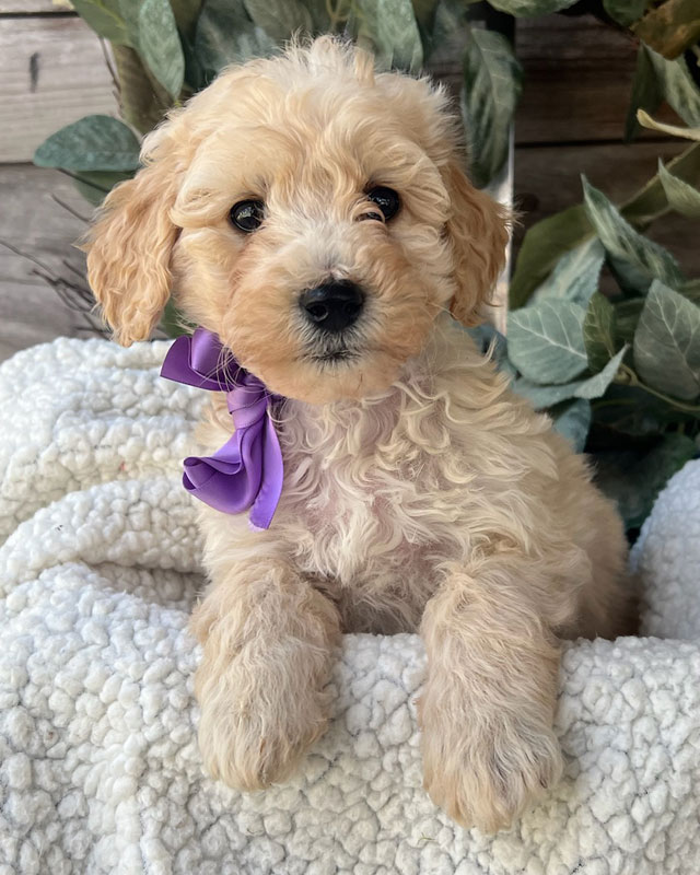 Available Mini Aussiedoodle Puppies for sale by Doodle Run Kennels