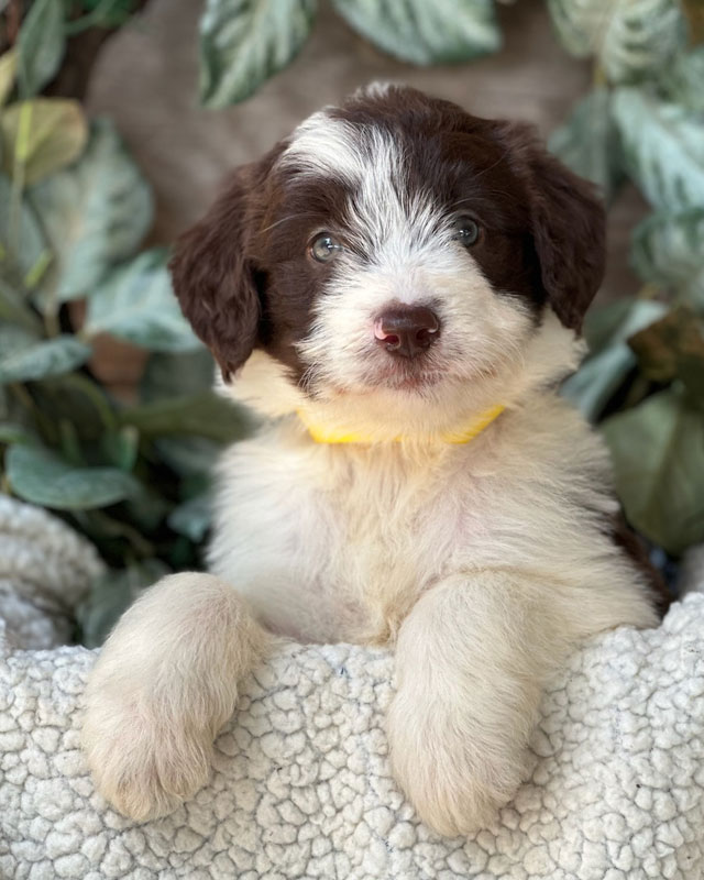 Available Mini Bordoodle Puppies For Sale By Doodle Run Kennels